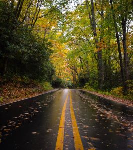 Road in the middle of woods