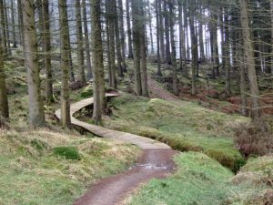 Kielder Forest