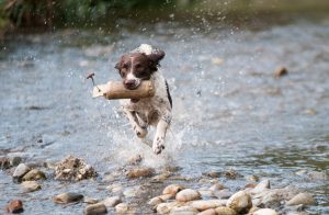 Dog running out of a lake