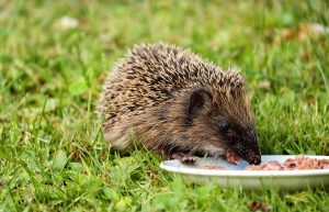 Hedgehog eating