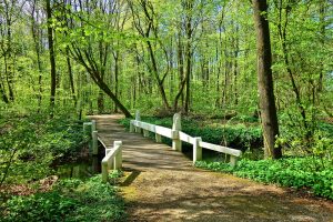 bridge in a forest