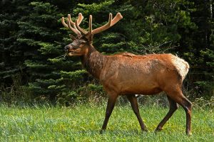 elk roaming