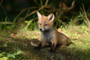 fox in a forest