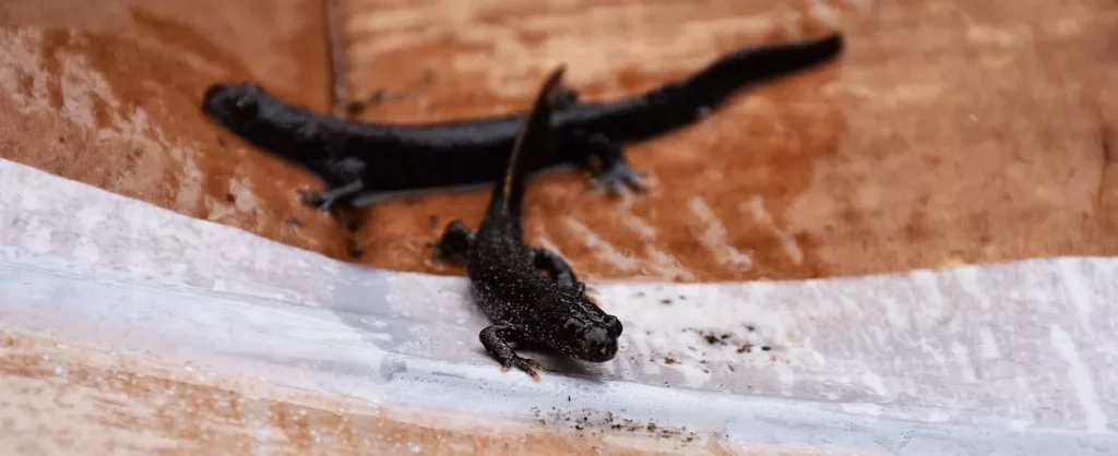 Great Crested Newts at Travelworld